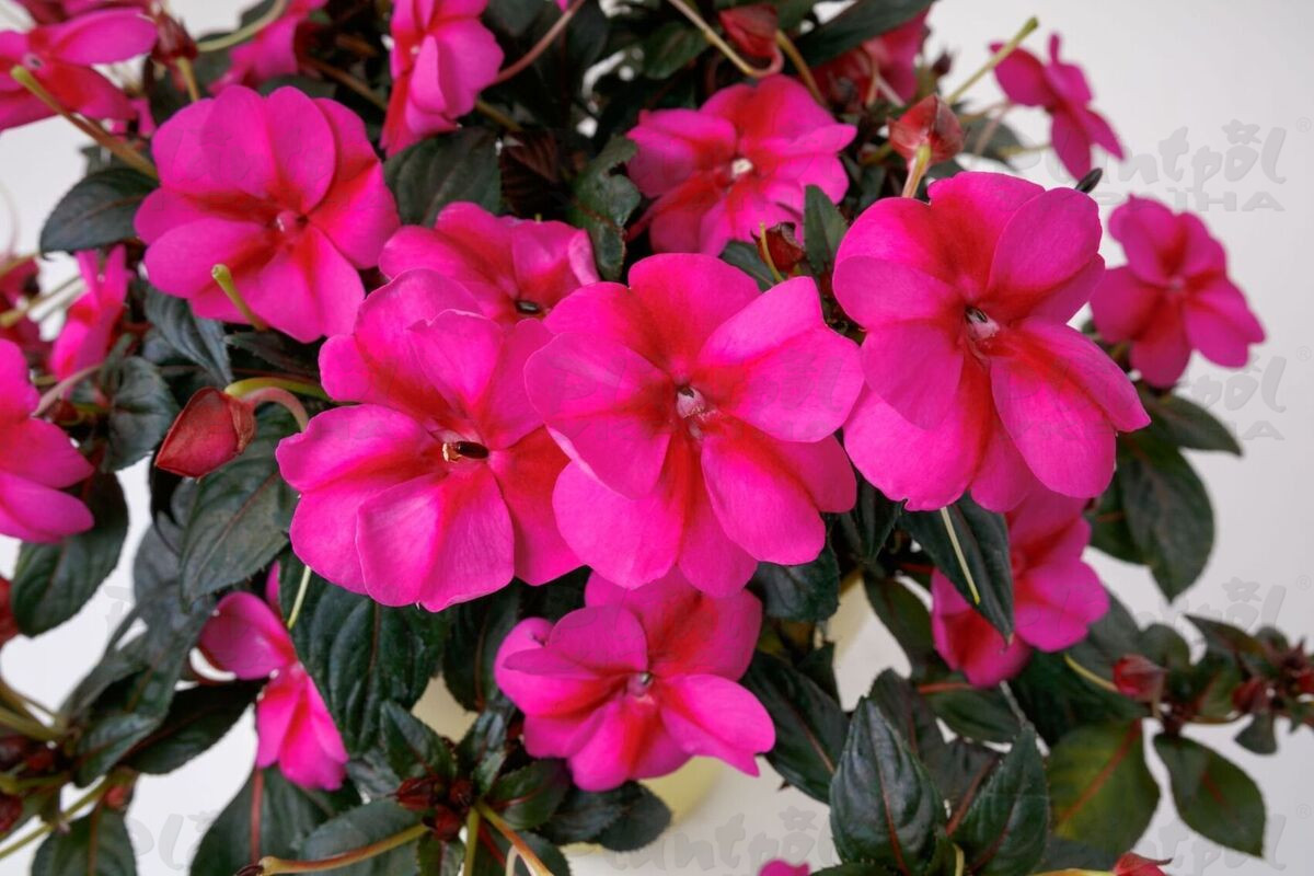 Імпатієнс Sunpatiens Compact Purple Candy