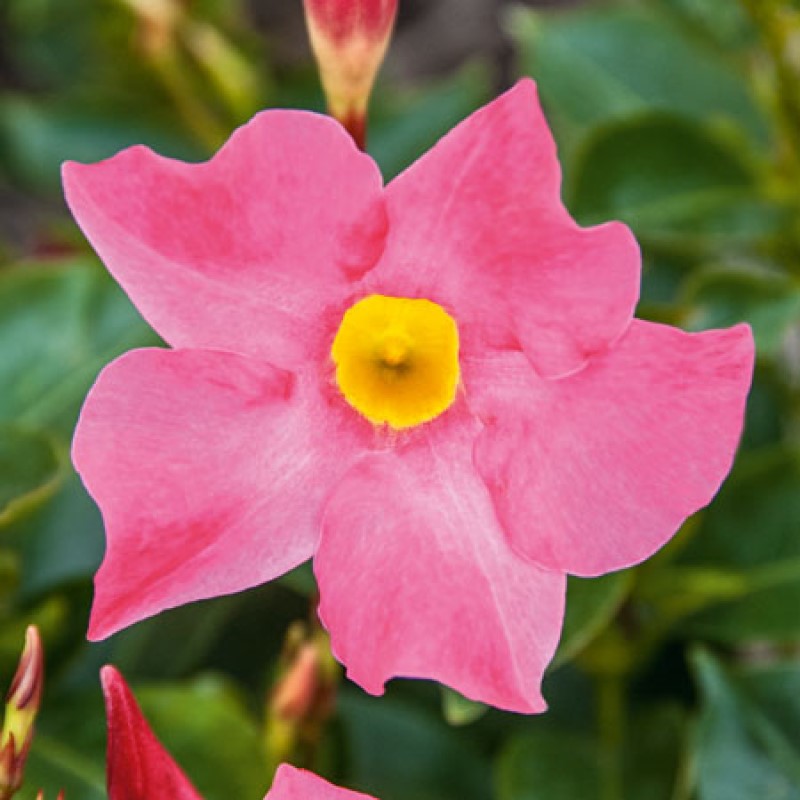 Дипладенія Bella Pink (Plantpol)
