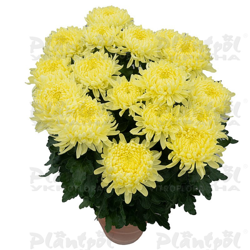 Хризантема великоквіткова горшкова Agora Jaune (Vitroflora)