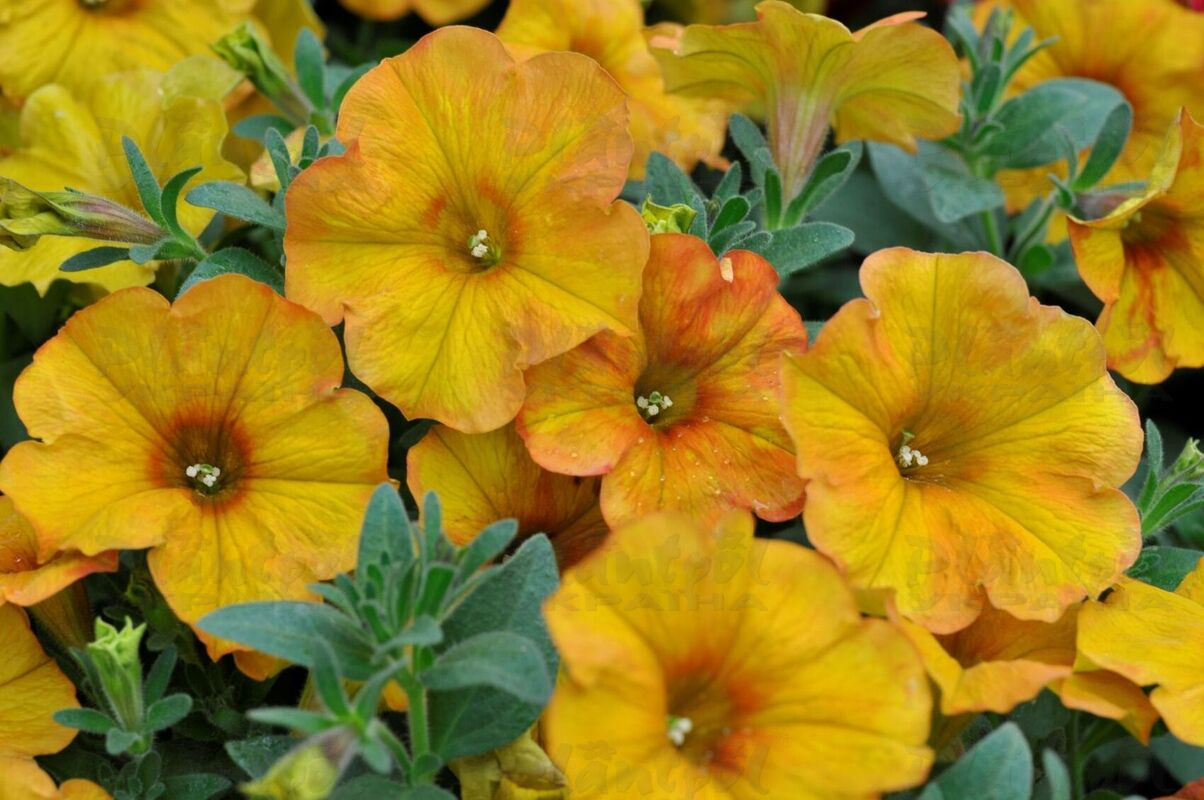 Петхоа Beautical Sunset Orange
