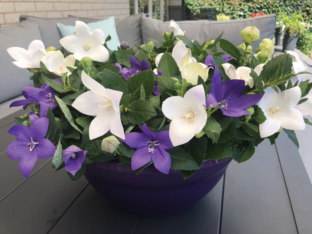 Платикодон grandiflorus Astra F1 Mix Masters White & Blue (180 палета/Florensis)