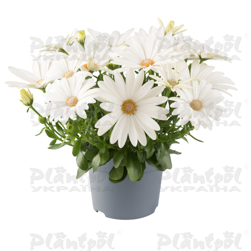 Остеоспермум Dalina Cream