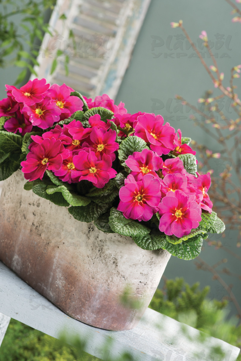 Примула vulgaris Raspberry Rose