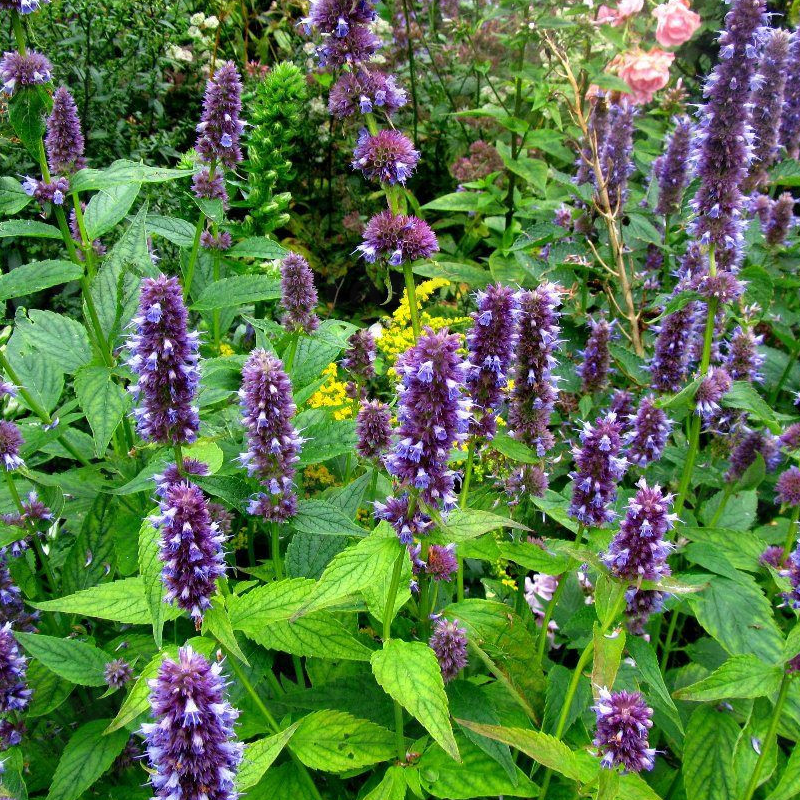 Агастахіс Blue Fortune (Vitroflora)