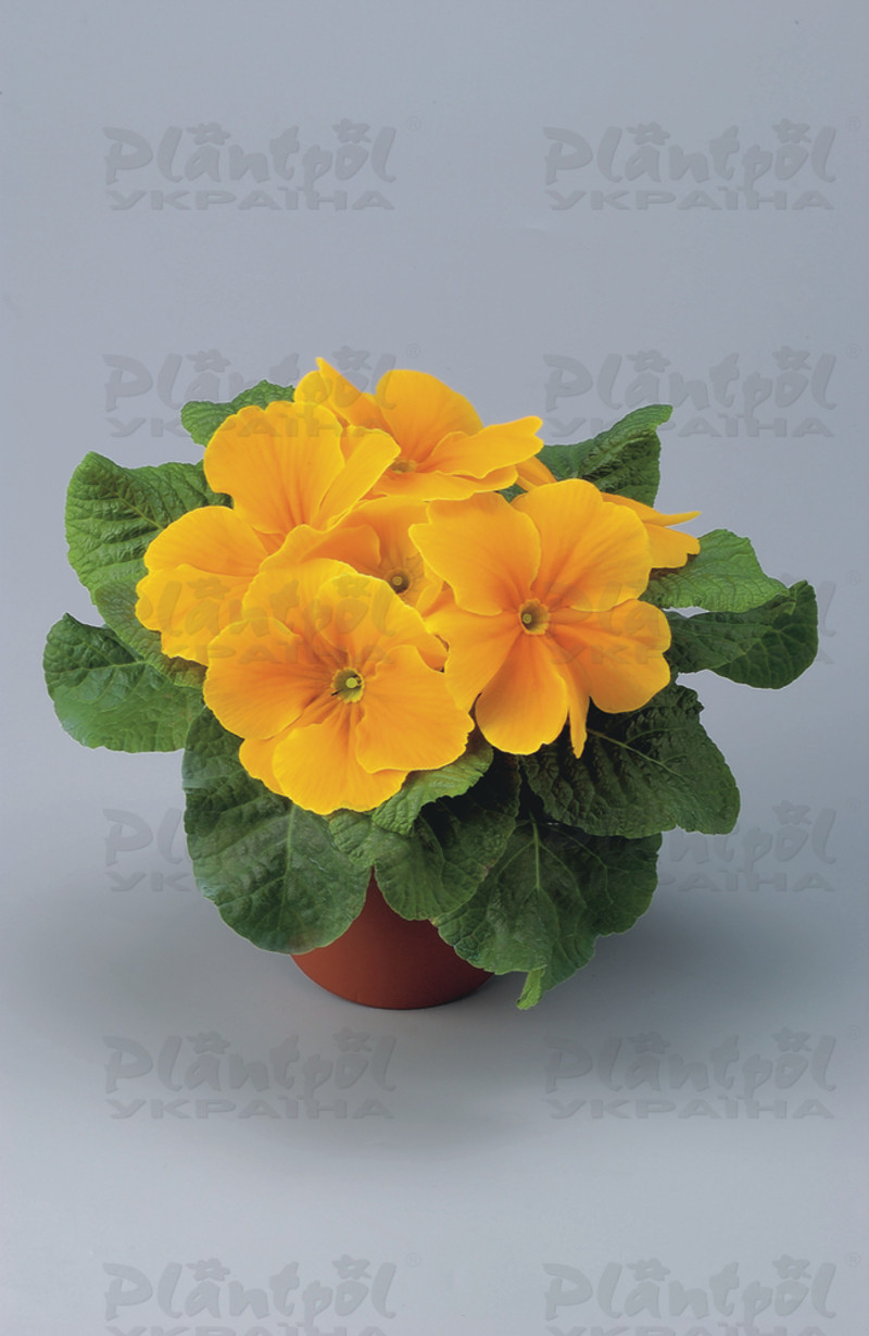 Примула vulgaris Unistar F1 Orange