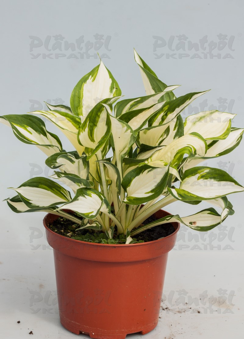 Хоста середньоросла Fire & Ice (Vitroflora)
