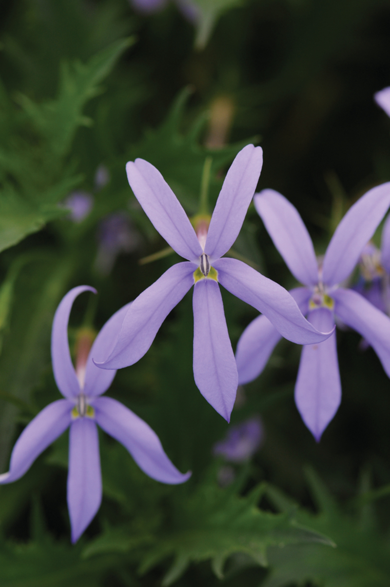 Ізотома axillaris Lauren Blue (288 палета/Florensis)