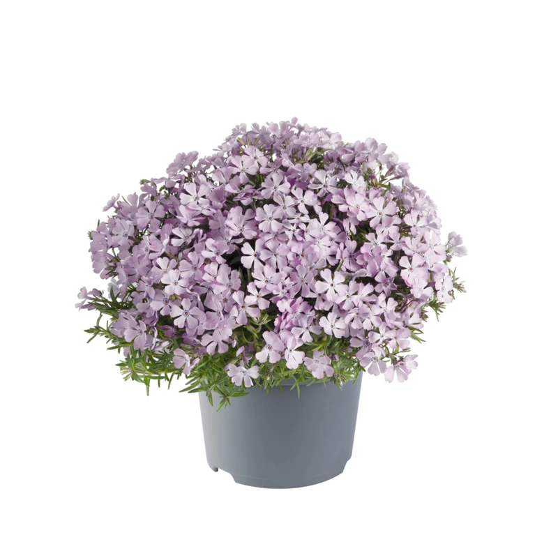 Флокс subulata Fabulous White Light Rose купити саджанці в Україні