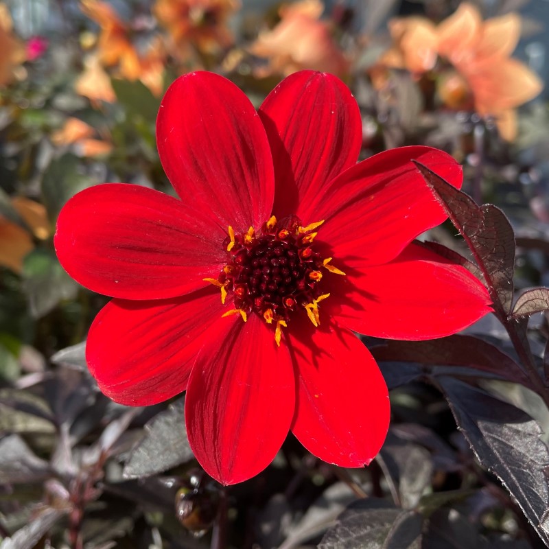 Жоржина Mystic Enchantment Red