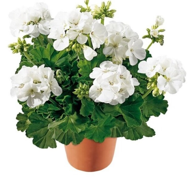 Пеларгонія зональна Piz Blanc