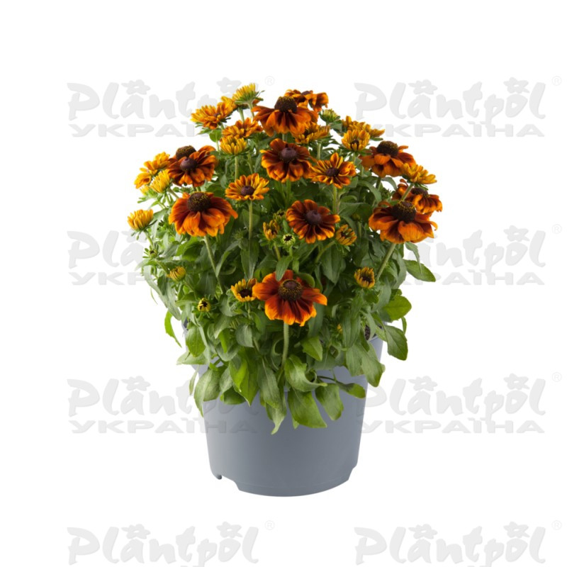 Рудбекія hirta Rudy Mini Yellow Orange (Florensis)