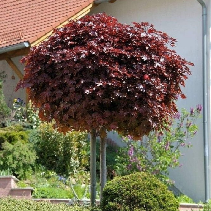Клен Crimson Centry