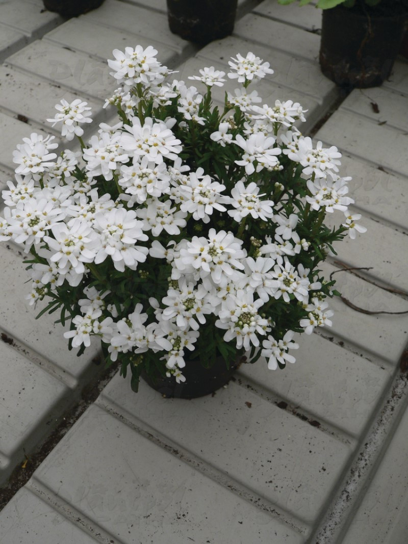 Іберіс Fischbeck (Florensis)