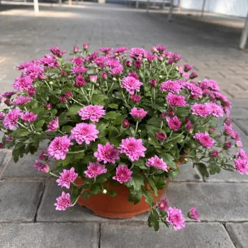 Фото 6