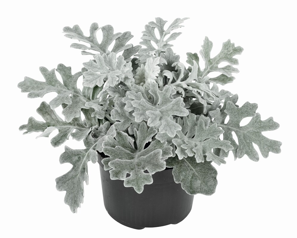 Цинерарія maritima Silver Dust (288 палета/Florensis)
