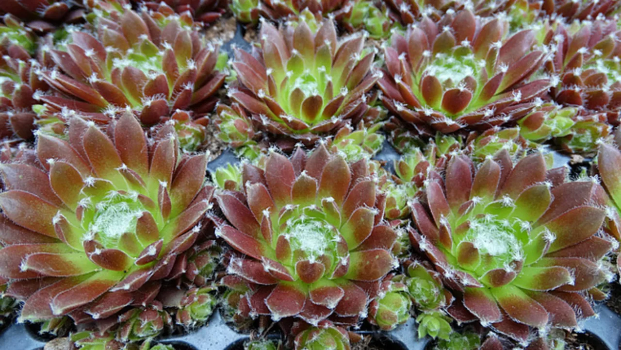 Семпервівум Cassiopea (Vitroflora)