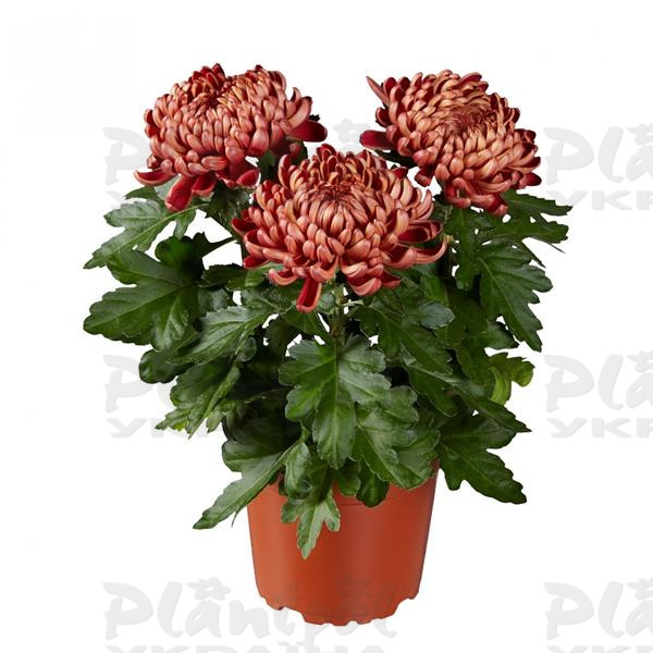 Хризантема великоквіткова горшкова Cosmo Bronze (Vitroflora)