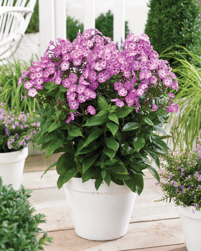 Флокс paniculata Famous Light Purple (128 палета/Florensis)