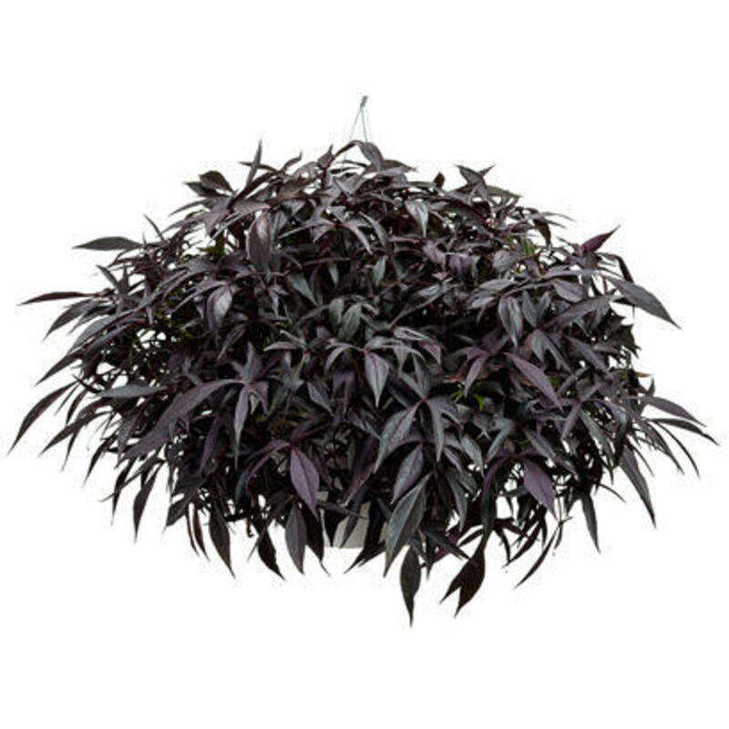 Іпомея Illusion Midnight Lace