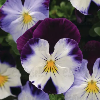 Фото 2