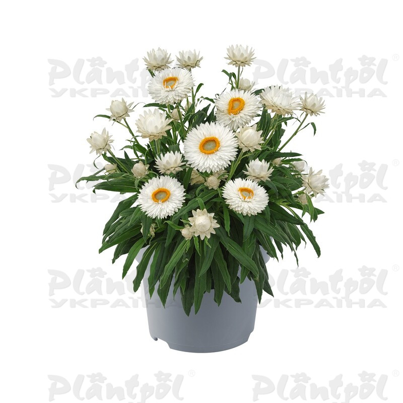 Брактеанта Bracteata Crispy White (84 палета/Florensis)