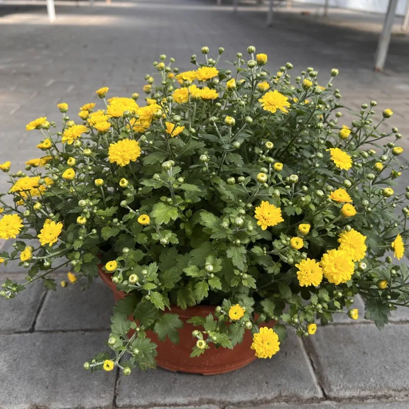 Фото 6