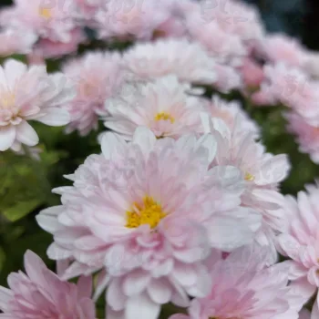 Фото 6