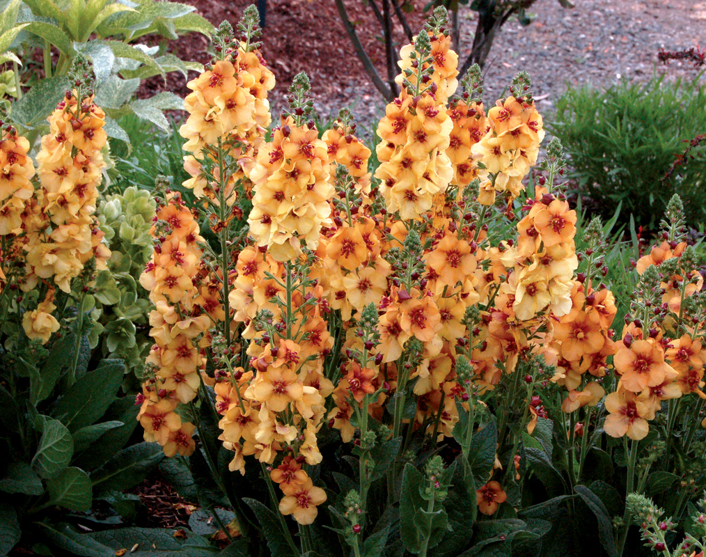Веребаскум Honey Dijon (Vitroflora)