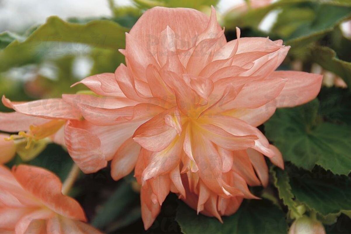 Бегонія Belleconia Soft Orange