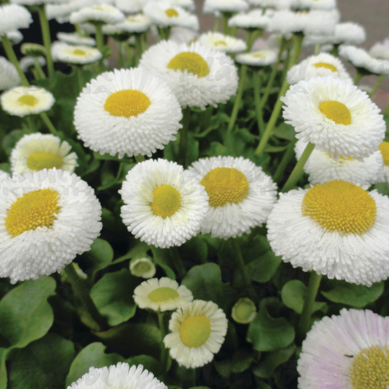 Стокротки bellis perennis Bella White (288 палета)