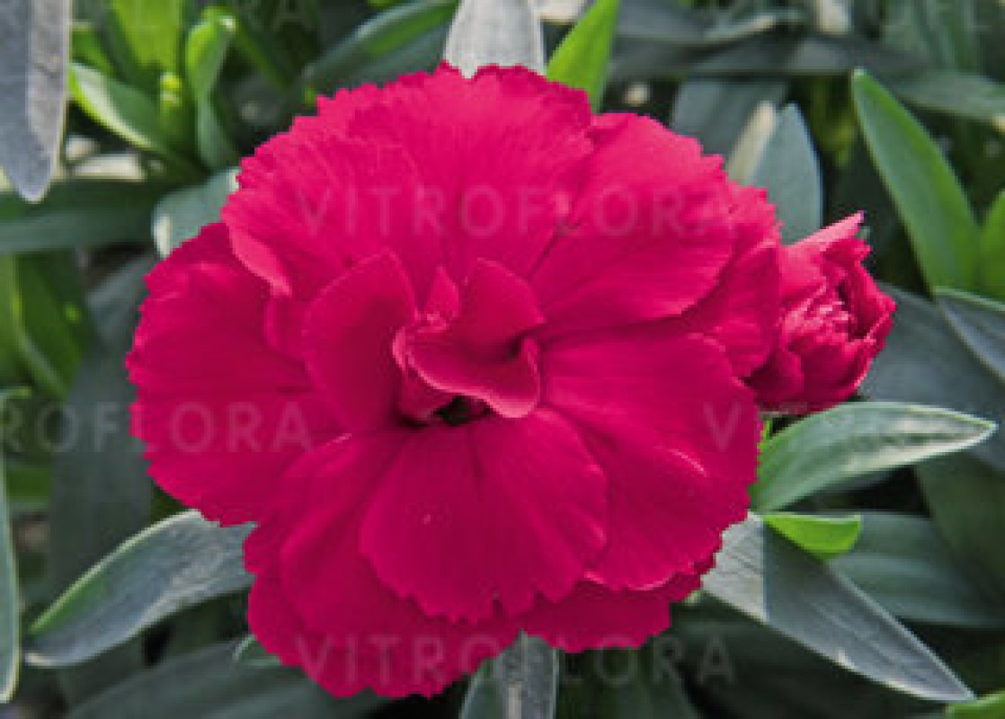 Гвоздика Oscar Cherry (Vitroflora)