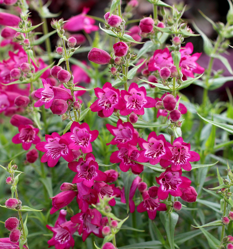 Пенстемон Harlequin™ Magenta (Plantpol)