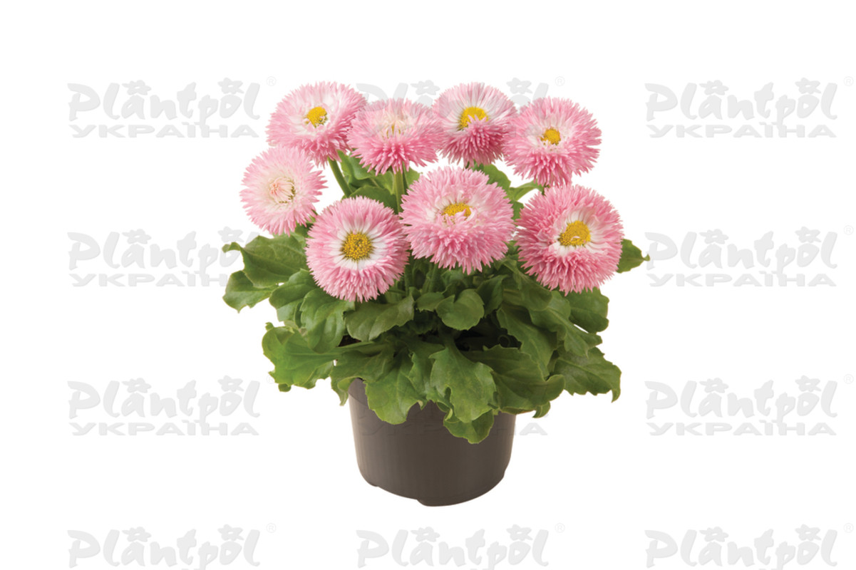 Стокротки bellis perennis Robella Rose