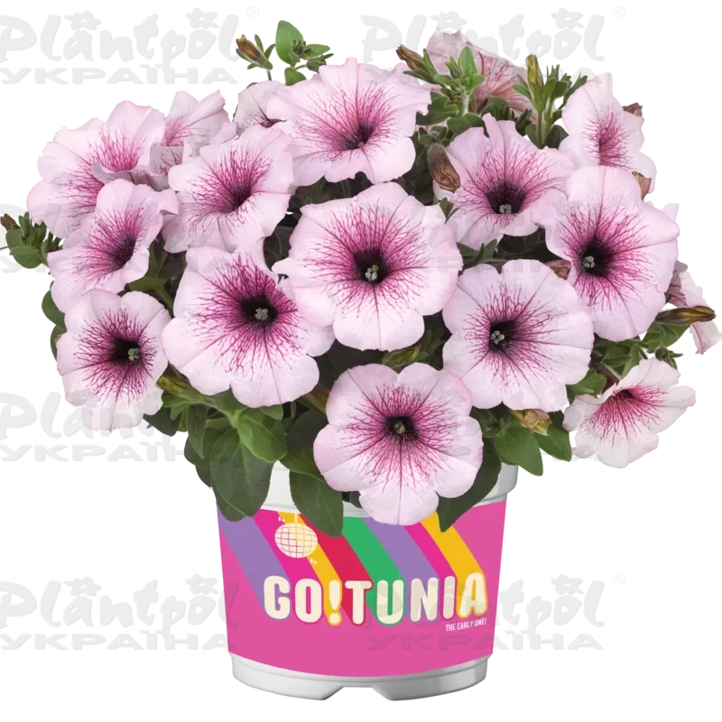 Петунія Go-Tunia Light Pink Vein