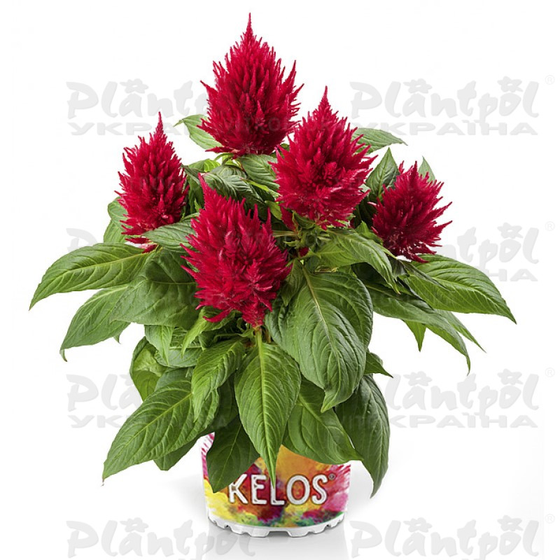 Целозія Kelos Fire Red