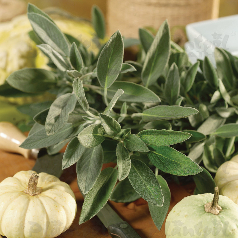 Шавлія officinalis Grower`s Friend