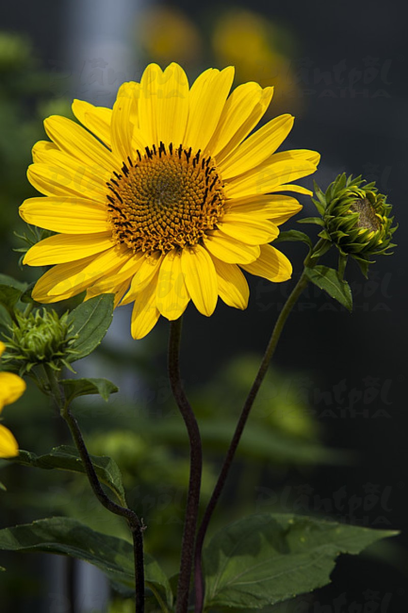 Геліантус Suncatcher Pure Gold