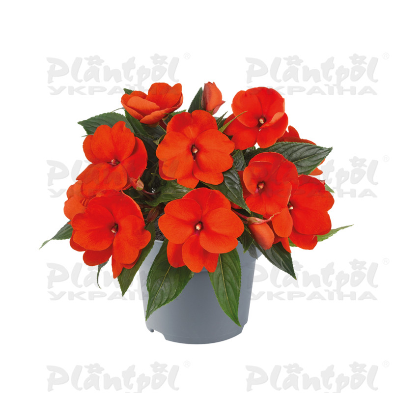 Імпатієнс New Guinea Clockwork GL Orange