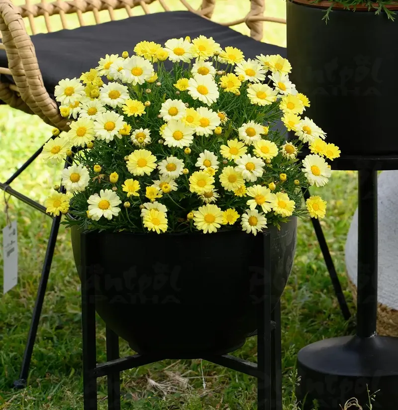 Аргирантемум Santorini Yellow (128 палета/Florensis)