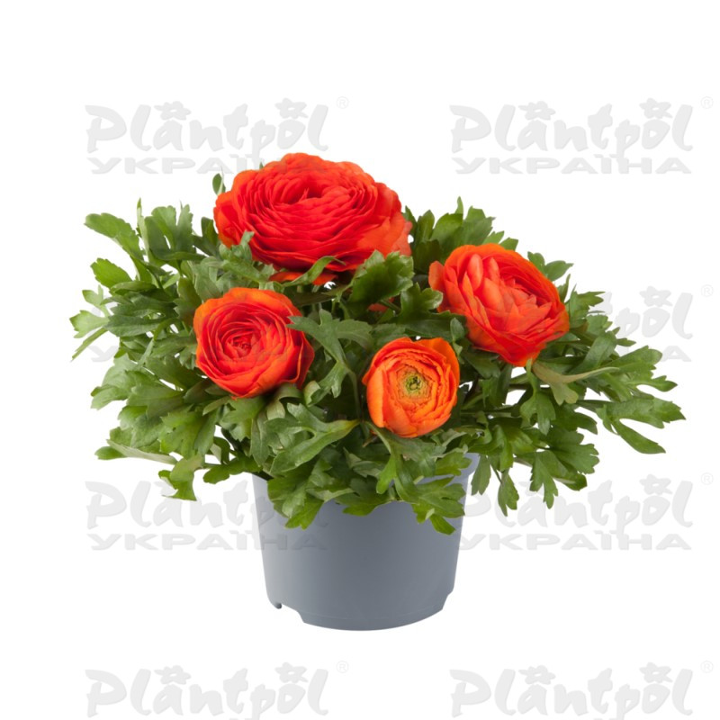 Жовтець Ranunculus Vortex F1 Orange Impr.