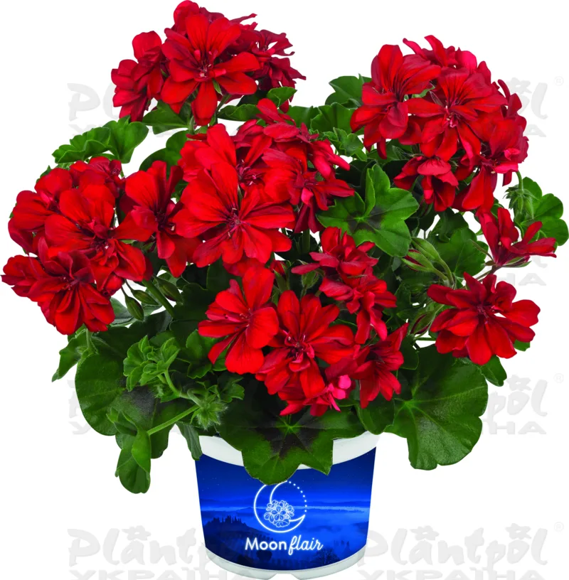 Пеларгонія ампельна Moonflair Red