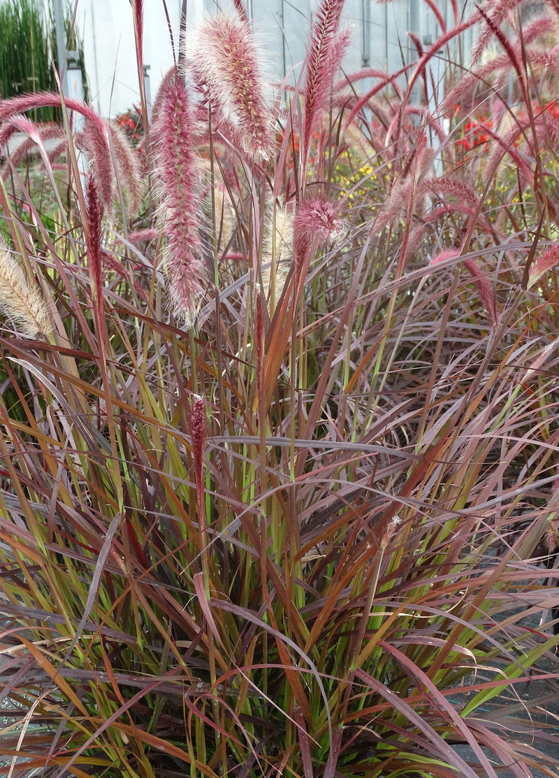 Пенісетум advena Rubrum (Vitroflora)