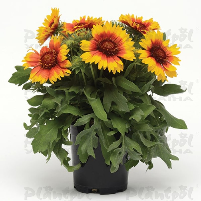 Гайлардія Mesa™ Bright Bicolour (288 палета/Florensis)
