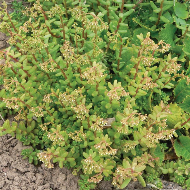 Седум ґрунтопокривний album (Vitroflora)