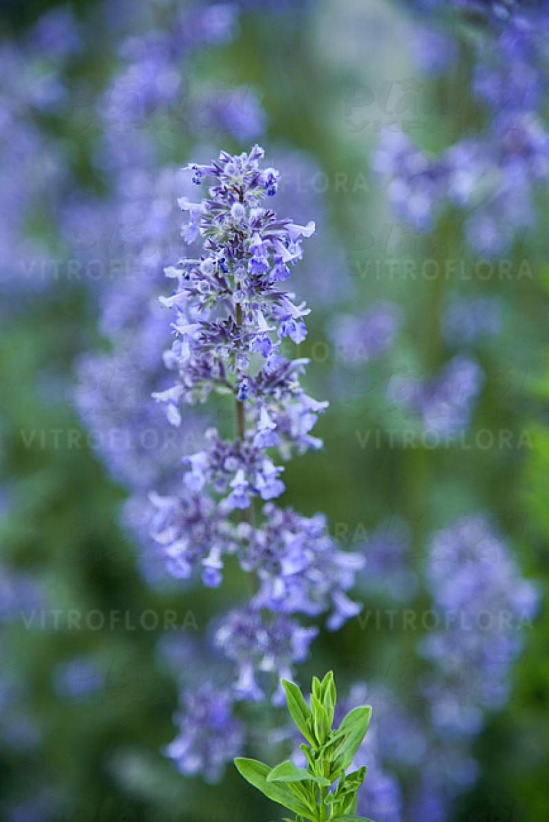 Непета Junior Walker™ (Vitroflora)