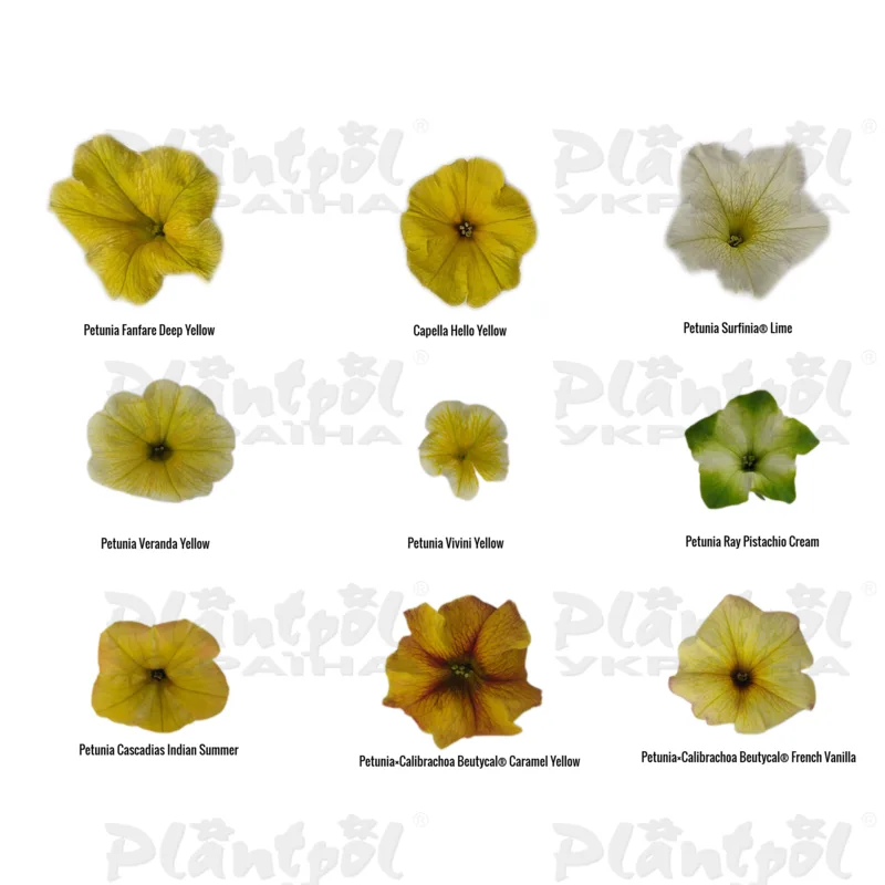 Фото 3