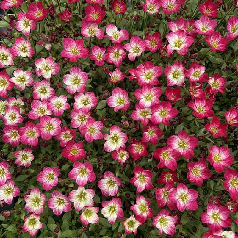 Фото 3