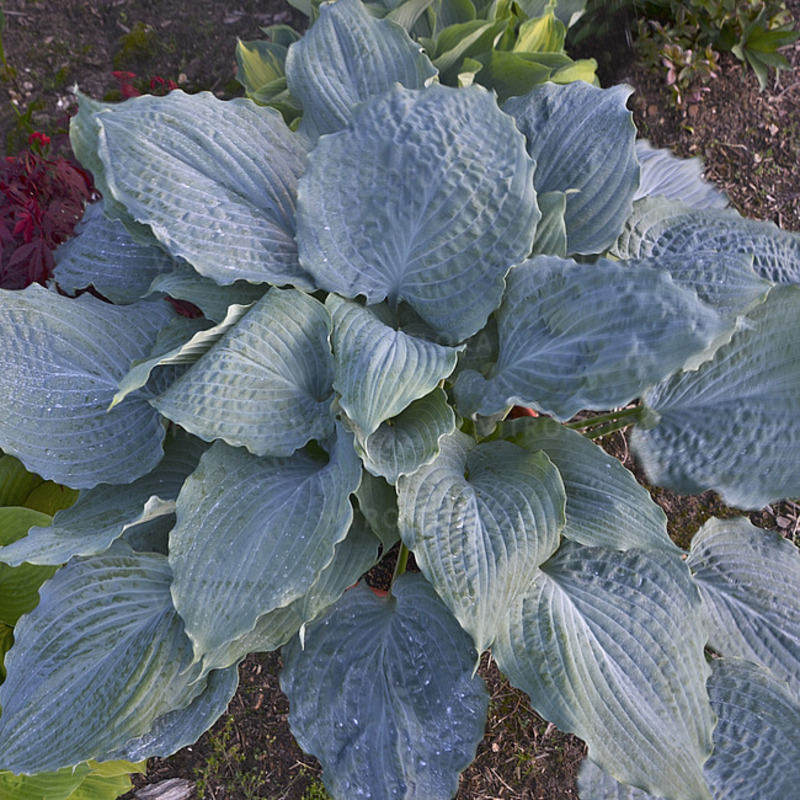 Хоста високоросла Diamond Lake (Vitroflora)
