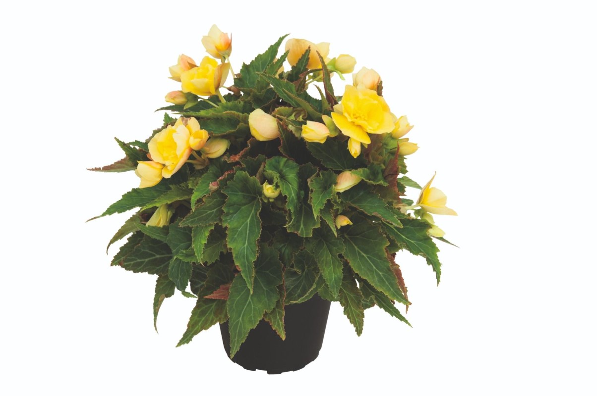 Бегонія Bellissa Yellow