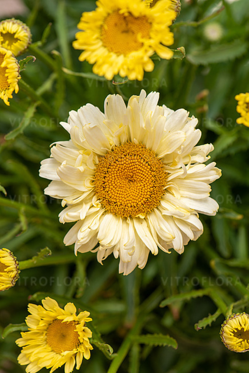 Леукантемум Sweet Daisy Izabel (Vitroflora)